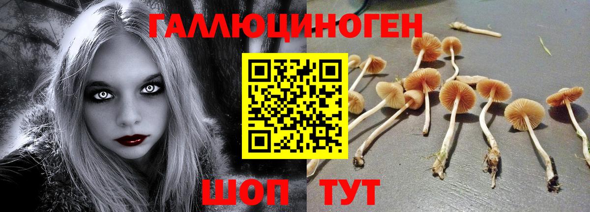 Скопин  Псилоцибиновые грибы Psilocybine cubensis  Вход с VPN 